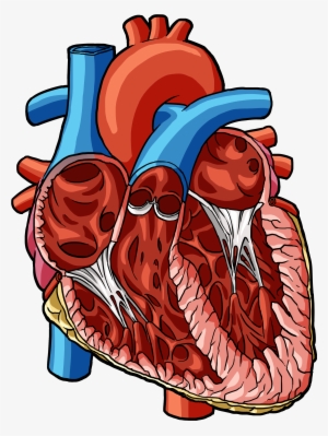 Heart 2 - Illustration #3911582