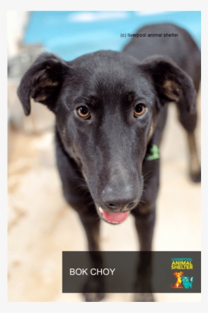 Photo Of Bok Choy - Dog #3911609