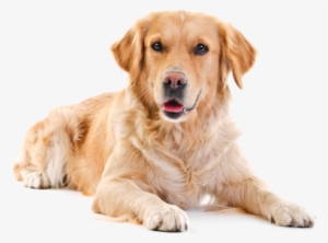 Drop Your Dog Off Daily During The Week - Golden Retriever White Background #3912261
