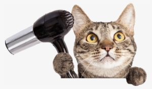 Pet Grooming - Cat Getting Groomed Png #3912265