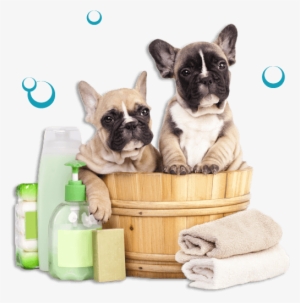 Slide Title - Best Grooming Slicker Brush Self Cleaning Dog #3912323