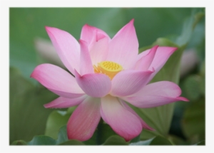Sacred Lotus #3912352