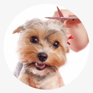 "not Only Are Their Prices Reasonable But It's A Calming - Dog Happy Groom #3912568