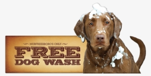 Kelton's Free Dog Wash - Marmont Hill Ride On Graphic Art On Wrapped Canvas #3912668