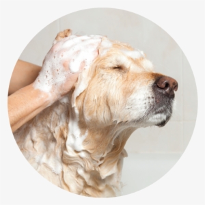 Warm Bubble Bath Fluff Dry - Treatment For Impetigo On Dogs #3912719