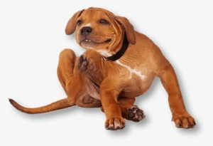 Does Your Pet Need A Flea Treatment We Can Help - Cats And Dogs Itching #3912764