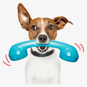 Perro Veterinario Png #3912781 Perro Veterinario Png #3912781