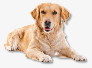 Looking For Safe, Gentle Dog Grooming In Santa Rosa - Golden Retriever White Background #3912909
