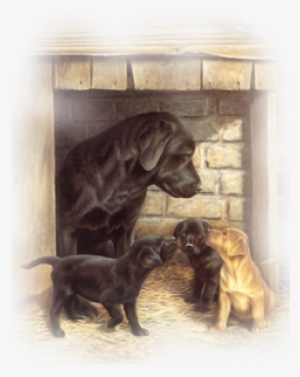 Blk Lab Gold Pup - Anniversaire Fillette #3912924