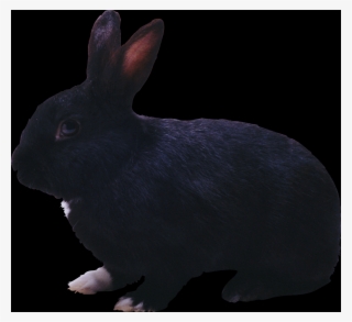 Ana-tote Twin™ Belt Special - Leather #3913097