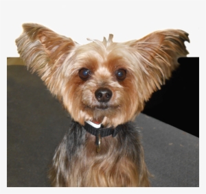 Dog Bath Conway Nh - New Hampshire #3913120