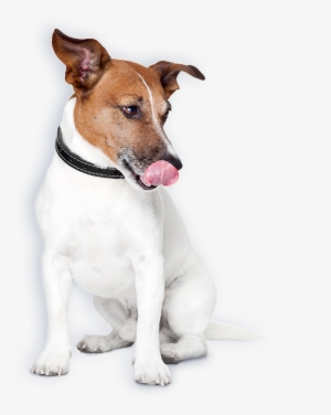 Raw Diet - " - Safety Turtle 2.0 Pet Band T401 Green #3913236