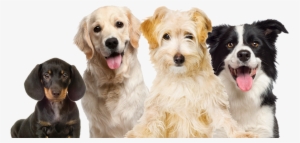 Try Mama's And Papa's All New Groomers - Border Collie Shaped I.d. Tag #3913264