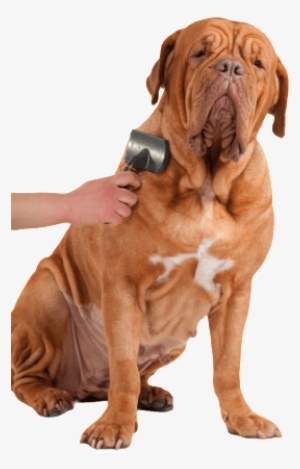 Cat & Dog Grooming Services With A Gentle Touch - Dog #3913304