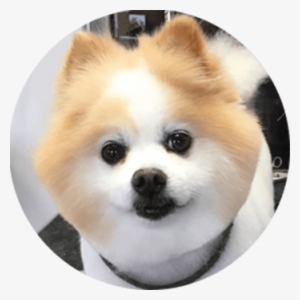 All I Have To Do Is Say Marcelo's Name And Harley Gets - Pennsylvania #3913326