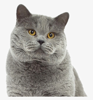 Cat Grooming Safe And Fun Experience - British Blue Cat Png #3913507