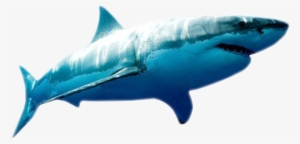 The Ocean Is The Home Of Many Animals And Plants And - Megalodon Png #3913949