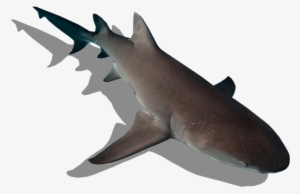 Tiburón Limón - Sand Tiger Shark #3914914