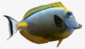 Naso Tang - Coral Reef Fish #3915345