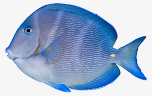 Tropical Aquarium Fish Image Freeuse Library - Acanthurus Coeruleus #3915606