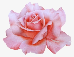 Hand Drawn A Blooming Rose Png Transparent - Watercolor Painting #3916598