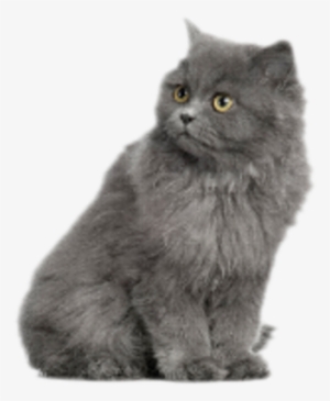 Grey Cat Psd - Alhambra #3916699