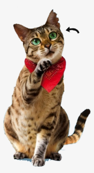 Atticus Claw #3917026