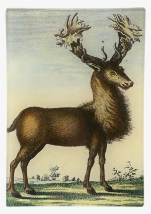 Elk #3917027