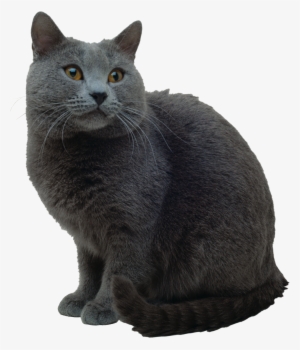 Cat Png - Cat Breed Handbook: The Complete Reference #3917164