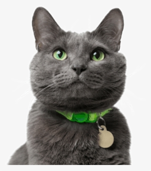 Search - Russian Blue Cat Flufy #3917213