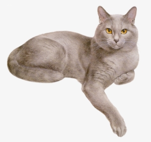 Pretty Cats, Gray Cats, Orange Tabby Cats, Cat 2, Dog - Cat Crown Gif #3917219