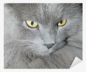 Cat #3917242