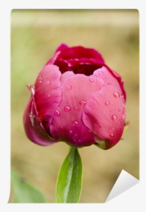 Common Peony #3917779