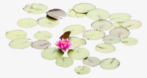 Lily Pads With One Rose - Tree #3917870