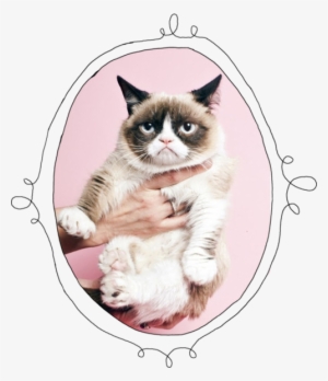 27 Images About Grumpy Cat On We Heart It #3918035