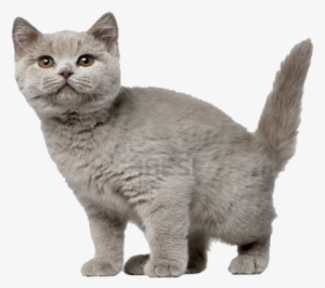 Transparent Cat Face Tumblr Everything 4 Editing - Valentine Day Card Cat Memes #3918118