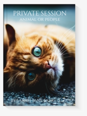 Animal Communication Session - Cat Plague #3918317