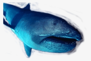 The Mouth Is Surrounded By Luminous Photophores, Which - Transparent Megamouth Shark #3918788