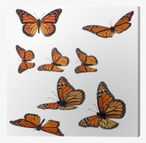 Collection Of Monarch Butterflies Canvas Print • Pixers® - Monarch Butterfly #3919260