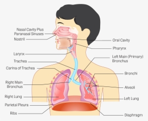 Illustration Of The Human Respiratory System - Human Respiratory System Hd #3919328