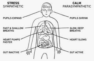 Body-breathing #3919906 Body-breathing #3919906