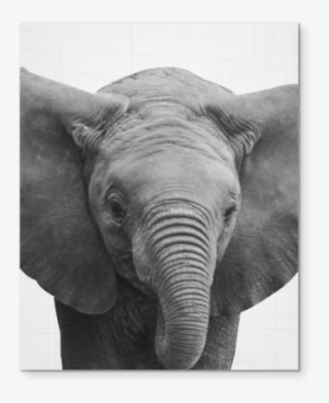 Elefant Black And White Wall Art - Art #3919931