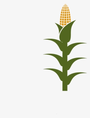 Cornstalk Clipart No Background #3920090