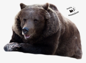 Bear Transparent - Bear Png Transparent Background #3920688