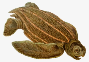 Small - Dermochelys Coriacea #3923624
