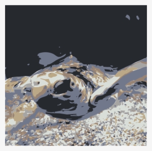 Sea Turtle #3924582