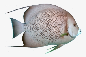 Tropical Fish Downloads Jpg - Grey Angel Fish Png #3924609
