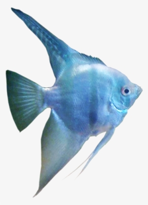 German Blue Blushing Angelfish - Transparent Freshwater Angelfish Fish #3924647
