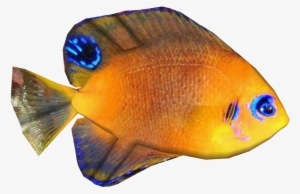 Hotumata's Angelfish - Hotumatua #3924736