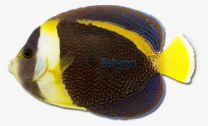 Angel Fish Png - Scribbled Angelfish #3924770